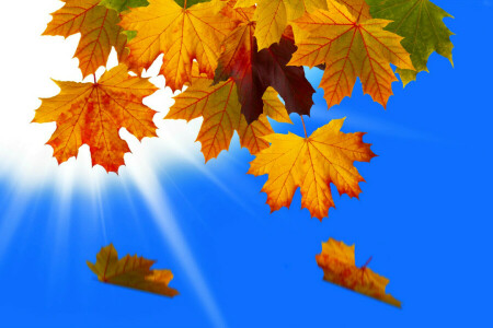 autumn, collage, leaves, macro, nature, Rays, the sky, Vset