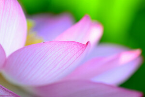 floare, Lotus, petale