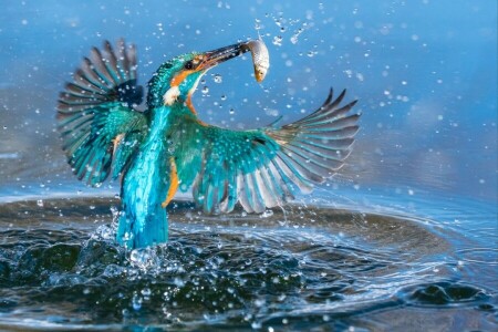 bird, catch, fish, Kingfisher, squirt, water