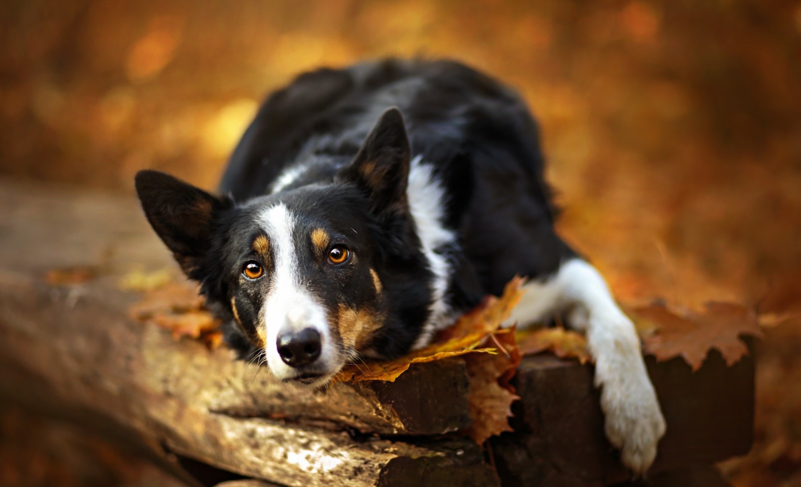 Guarda, cane, ogni