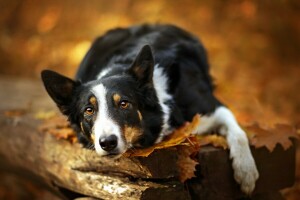 cane, ogni, Guarda