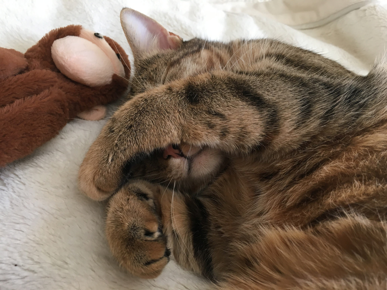 gato, Animal, juguete, piernas