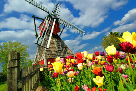 flowers, Netherlands, tulips, WINDMILL