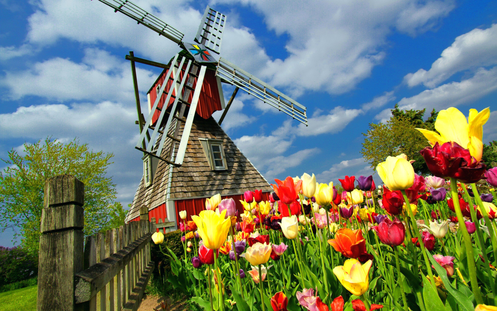 Çiçekler, laleler, WINDMILL, Hollanda