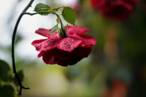 flor, natureza, rosa