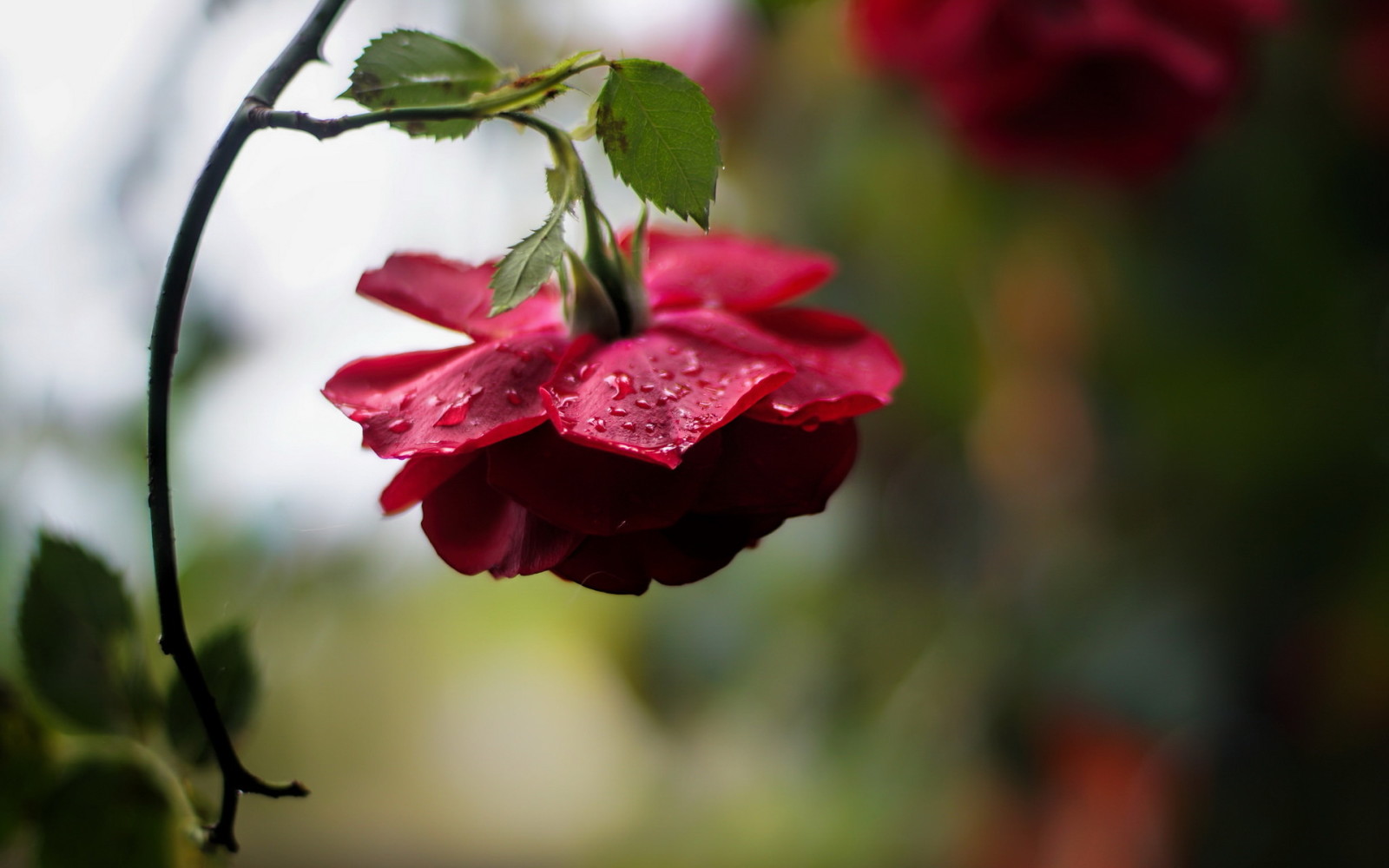 natuur, roos, bloem