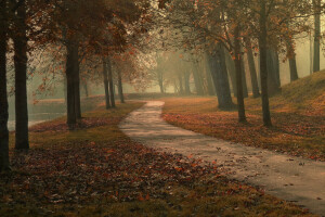 l'automne, brouillard, Lac, feuilles, parc, le chemin, des arbres