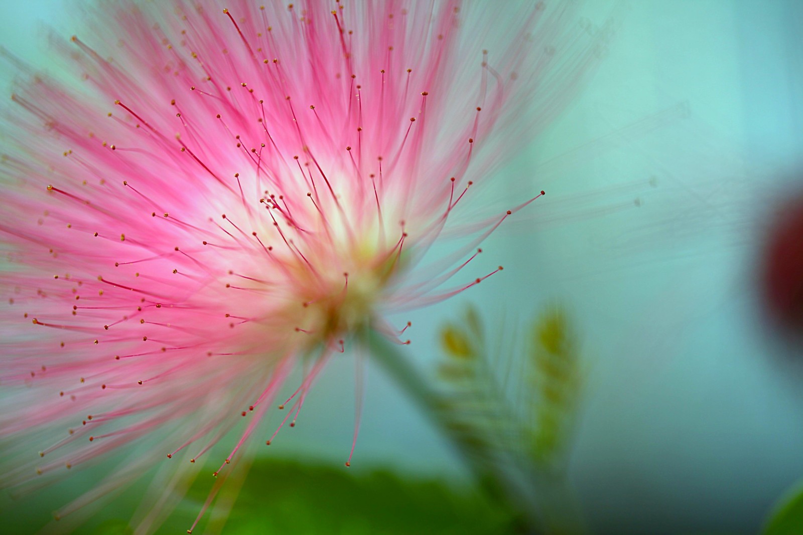 antecedentes, macro, difuminar, flor