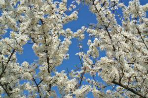 äpple, blommor, Trädgård, vår, himmelen, träd