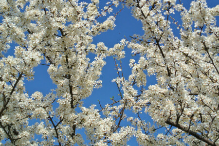 appel, bloemen, Tuin, voorjaar, de lucht, boom