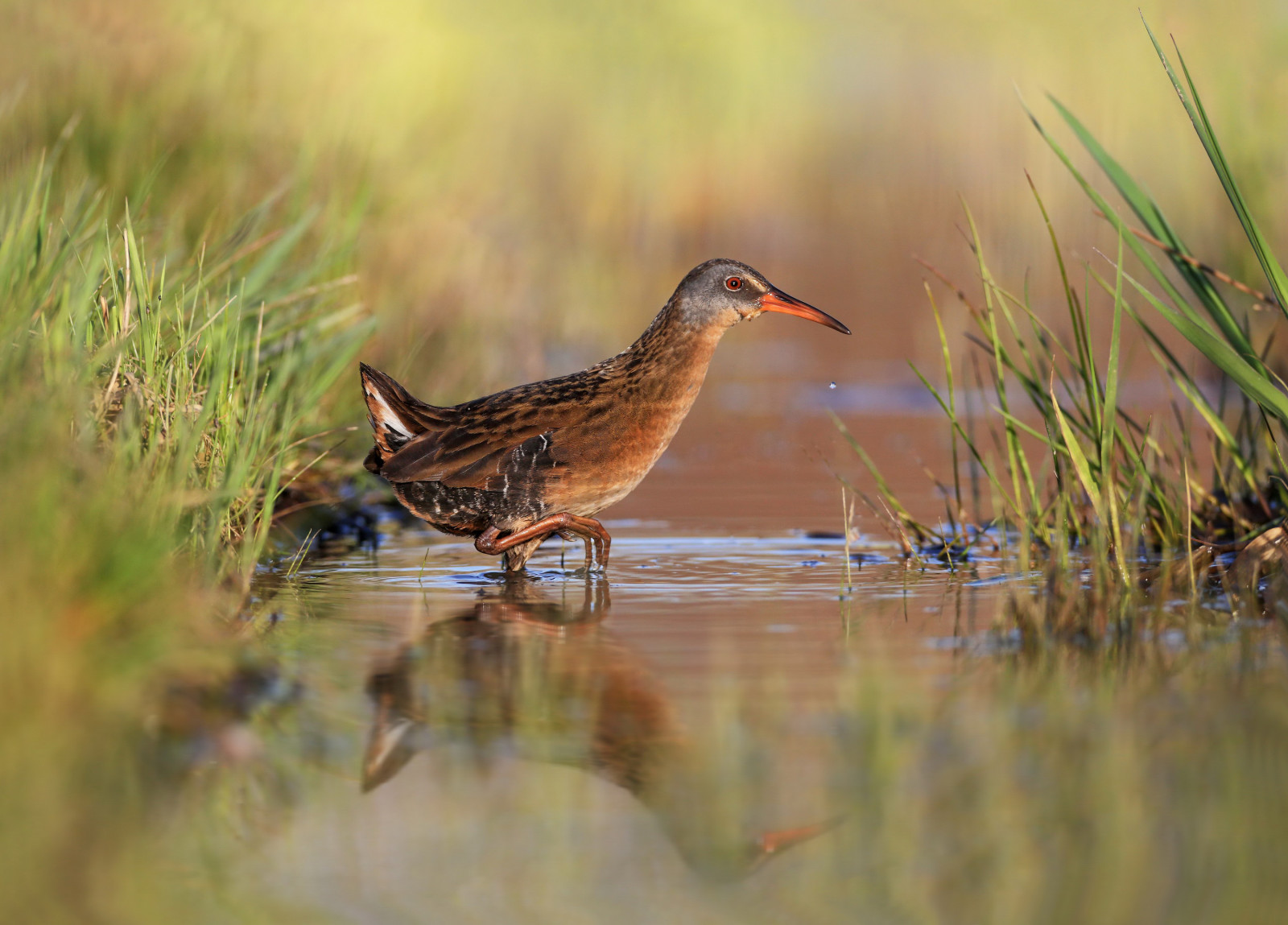 gräs, reflexion, vatten, fågel, damm, Virginia Rail