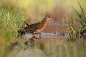 pássaro, Relva, lagoa, reflexão, Virginia Rail, água