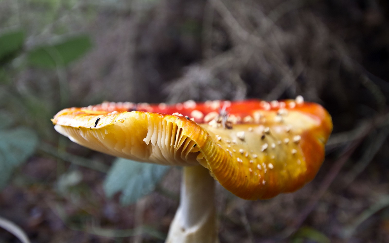 Woud, natuur, paddestoel