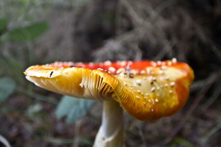 Woud, paddestoel, natuur