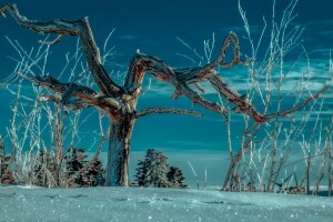 noche, nieve, árbol, invierno