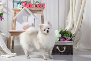 cute, flowers, Spitz, white