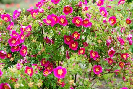 Buisson, rose Bush, des roses