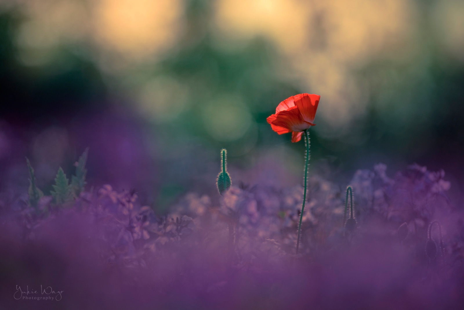 ligero, bokeh, flores, flor, Mac