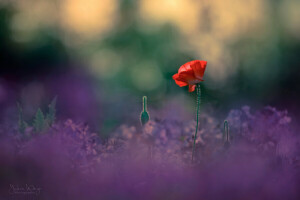 bokeh, floare, flori, ușoară, Mac