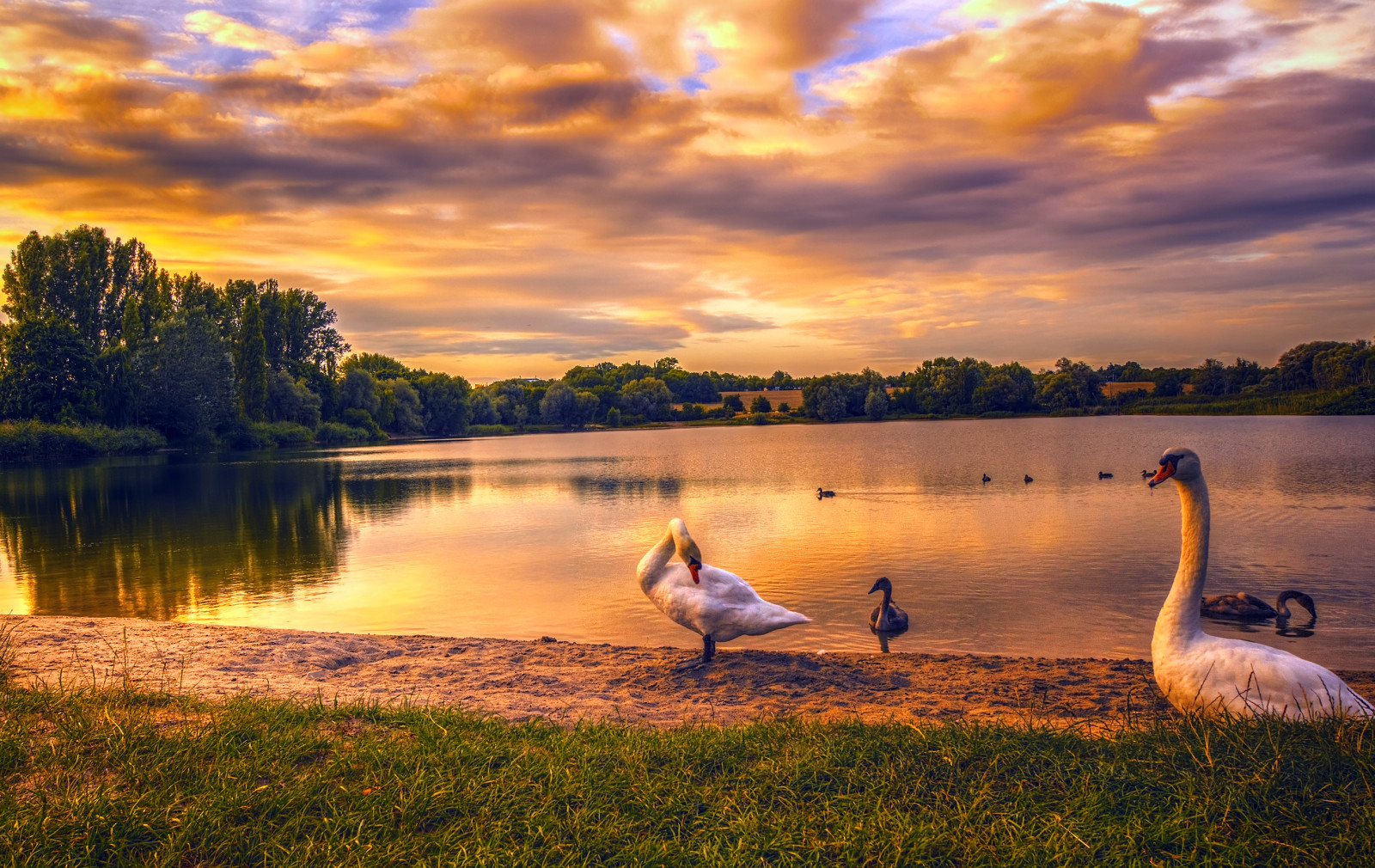 grass, lake, sunset, trees, Germany, swans, sand, Berlin