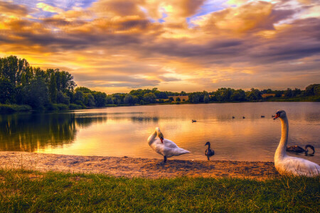 Berlin, canard, oies, Allemagne, herbe, Lac Kaulsdorfer, Lac, le sable