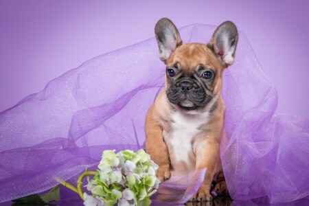 Bulldog francés, hortensia, perrito, púrpura, velo