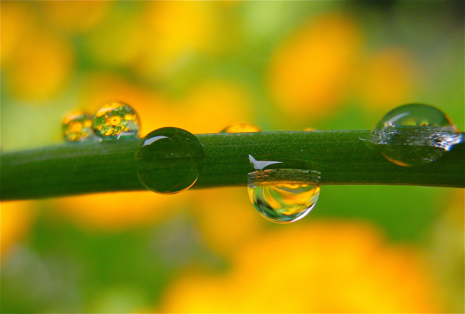 Contexte, brouiller, l'eau, gouttes, tige