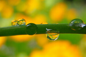 Contexte, brouiller, gouttes, tige, l'eau