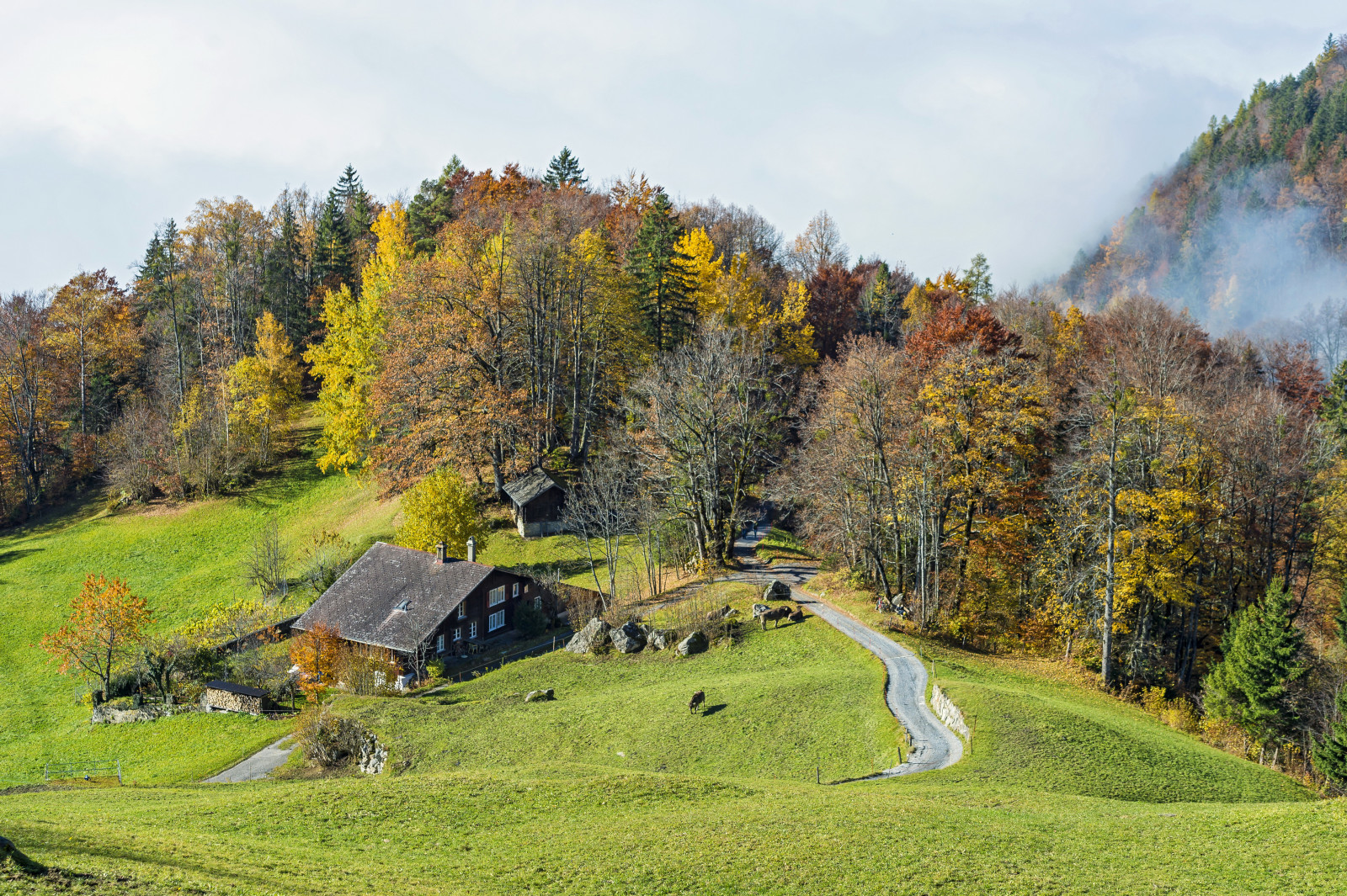 Herbst, Wald, Gras, Haus, Schweiz, Straße, Bäume, Grüns