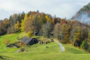 l'automne, brouillard, forêt, clairière, herbe, légumes verts, Hasliberg, maison