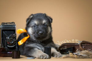 bow, puppy, retro, shepherd, the camera