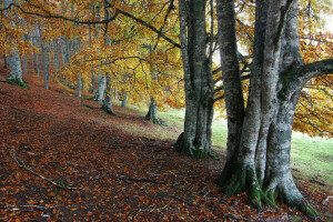 høst, skog, blader, skråningen, trær