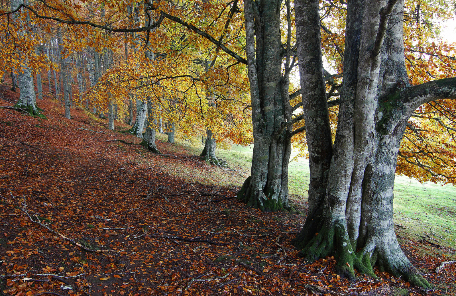 høst, skog, trær, blader, skråningen