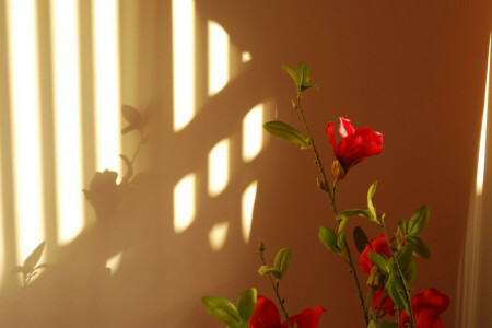 leaves, light, petals, shadow, stem