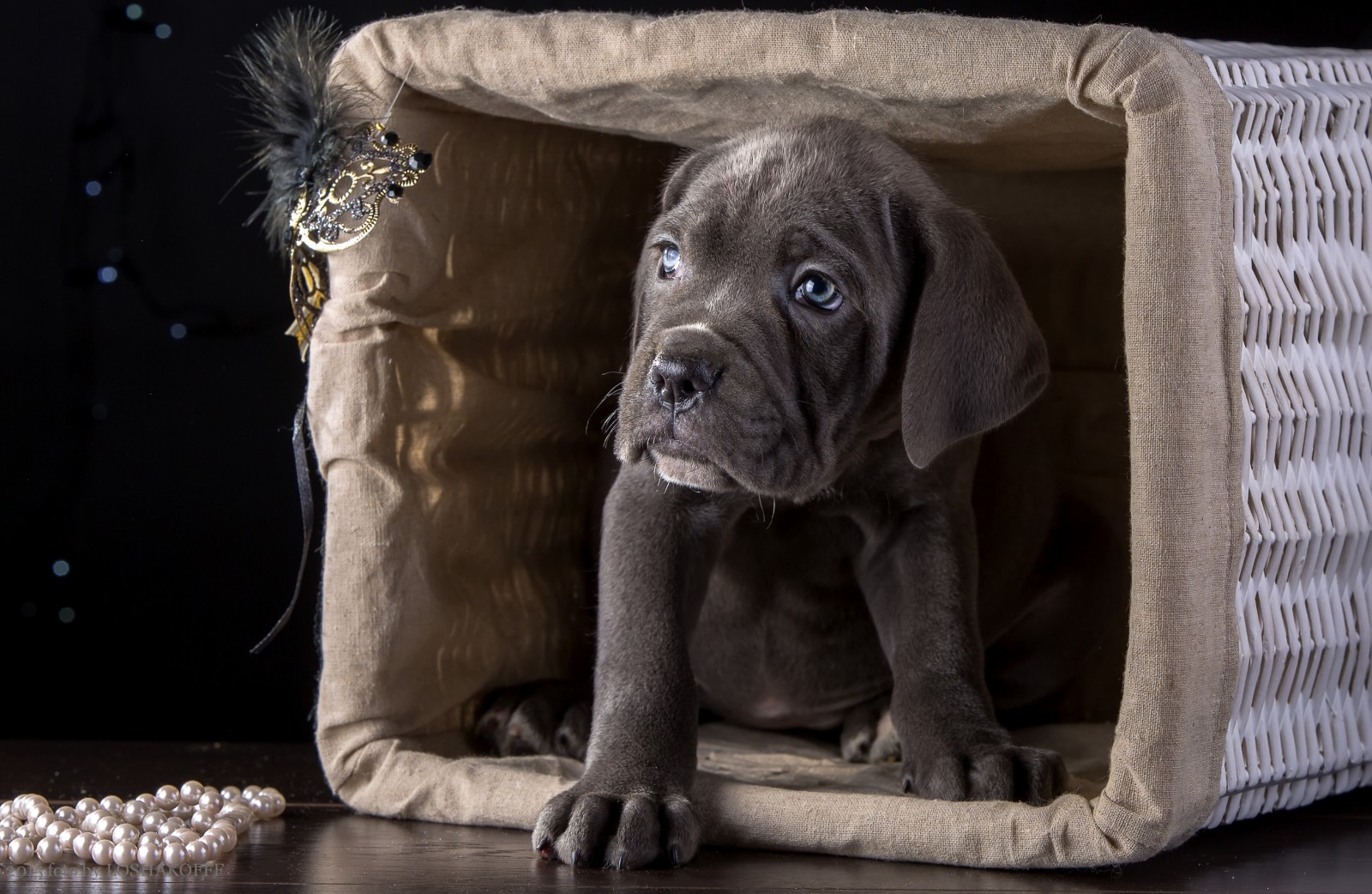 puppy, basket, breed, Cane Corso