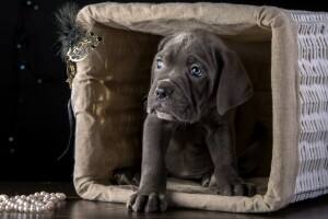 panier, race, Cane Corso, chiot