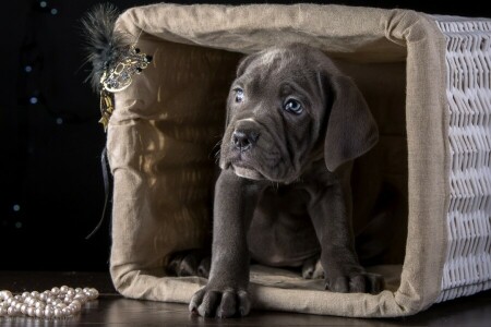 mand, ras, Cane Corso, puppy