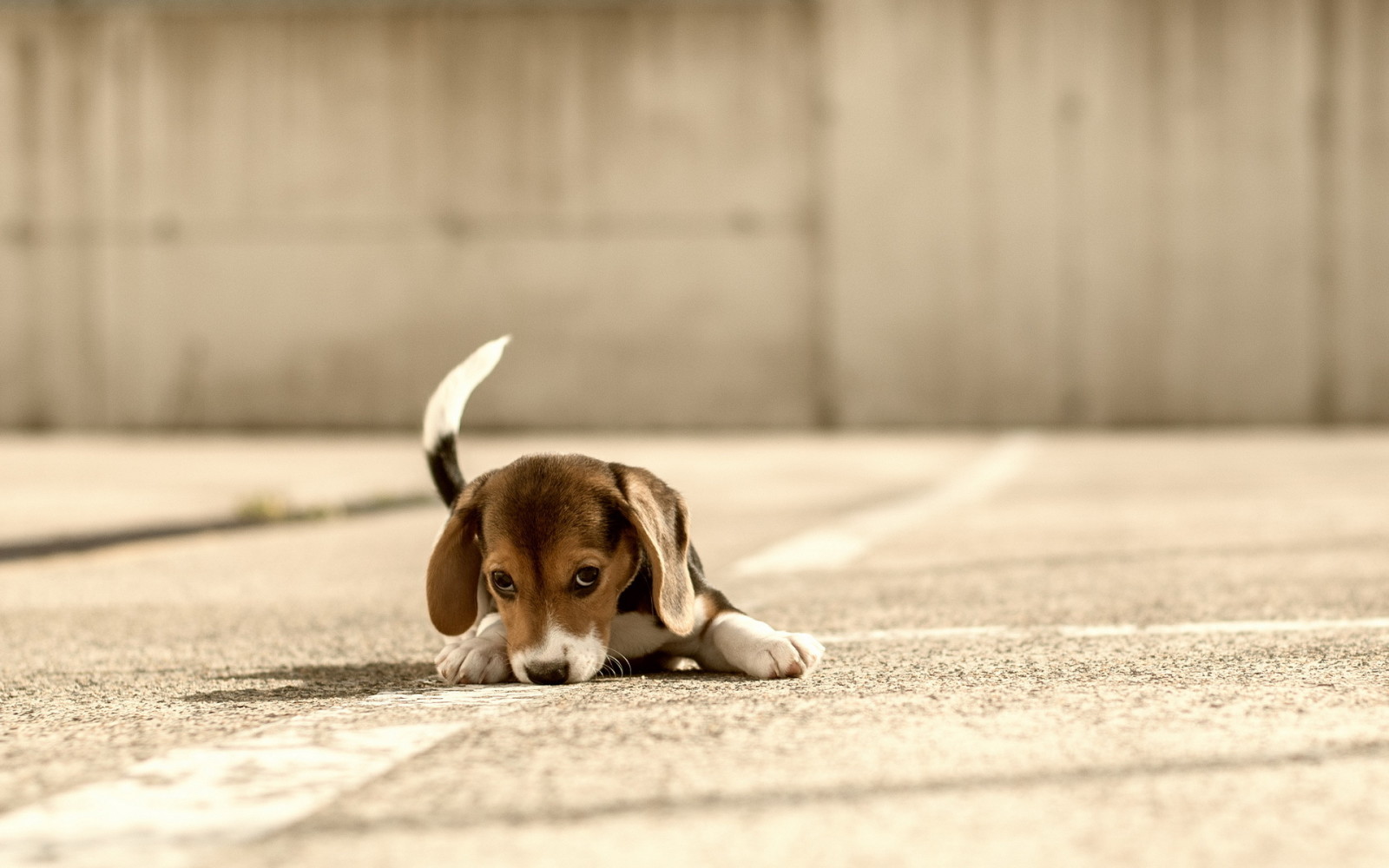 Hund, jeder, Beagle