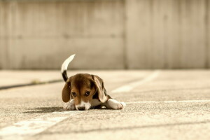 Beagle, perro, cada