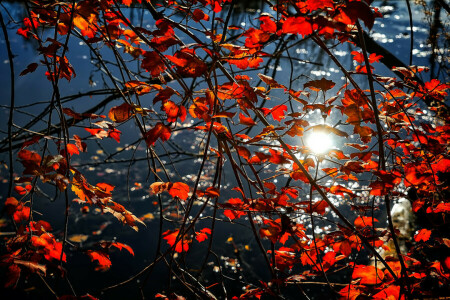 l'automne, branches, feuilles, réflexion, Le cramoisi, l'eau