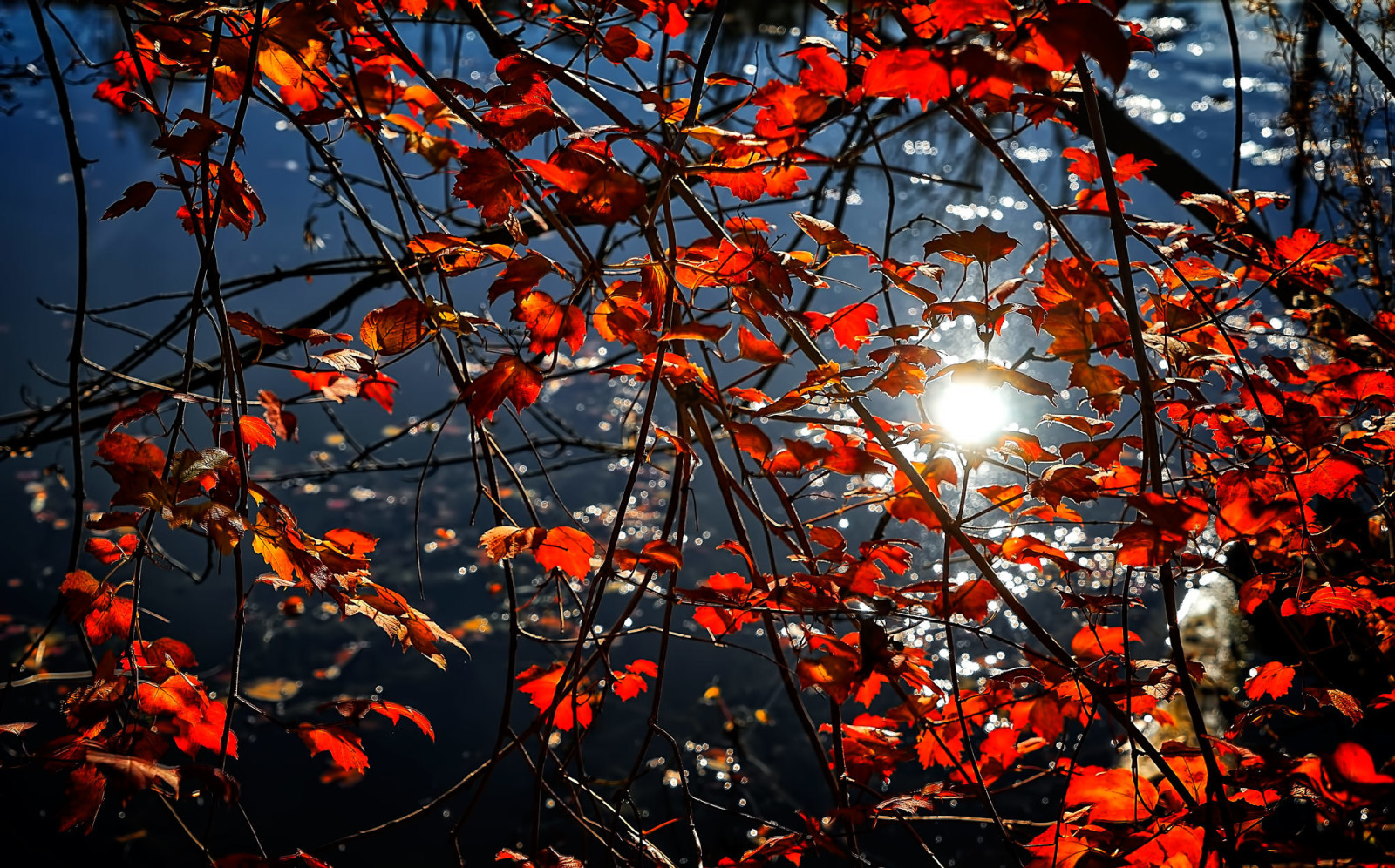 herfst, takken, reflectie, bladeren, water, De karmozijnrood