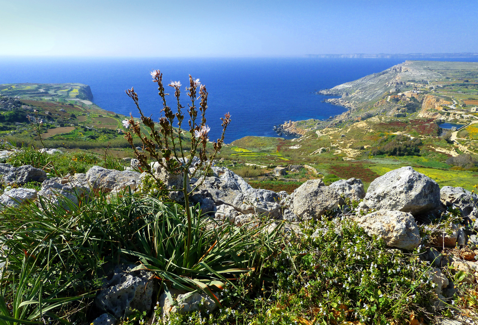 gökyüzü, Defne, taşlar, deniz, bitki, kayaçlar, Malta