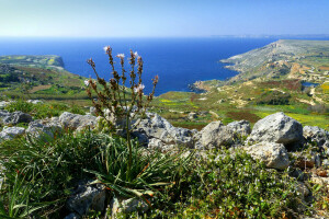 Bugt, Malta, plante, klipper, hav, sten, himlen