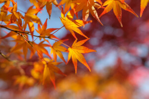 l'automne, branche, feuilles, érable