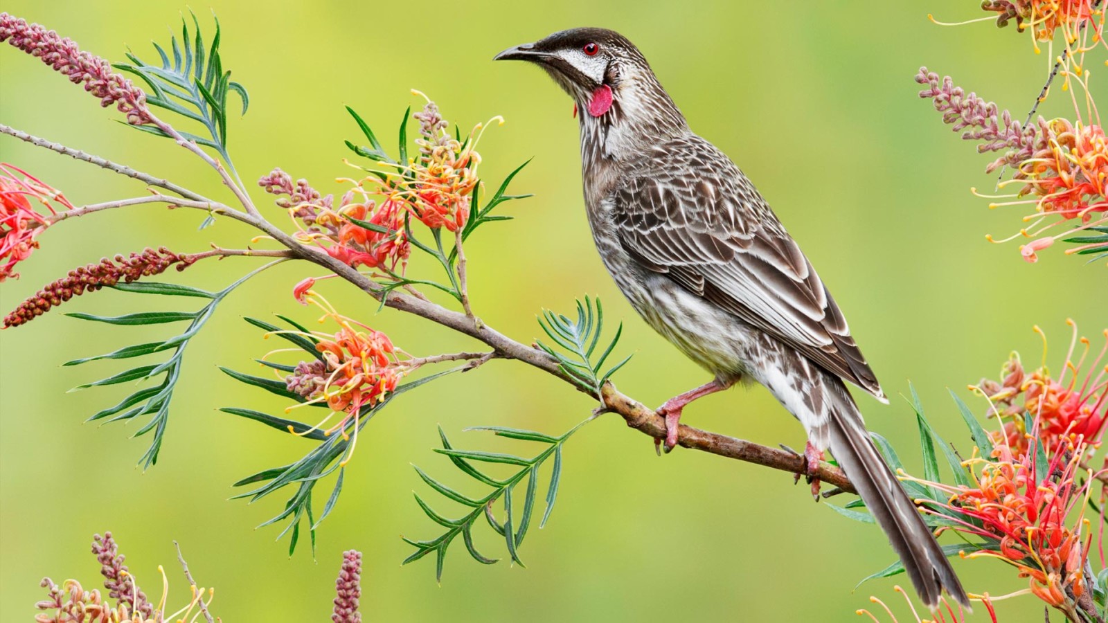 Australia, pájaro