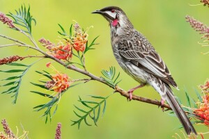 Australien, Vogel