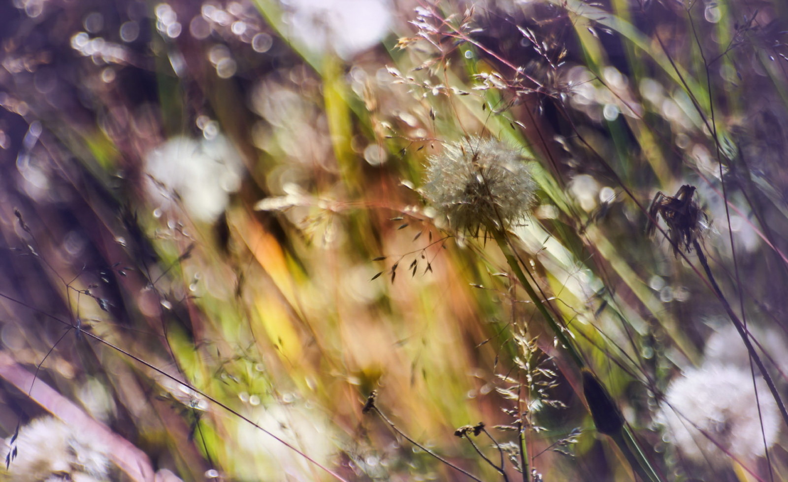 Gras, Natur, Hintergrund