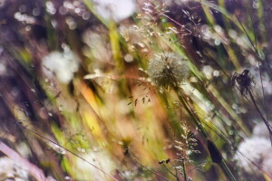 antecedentes, césped, naturaleza