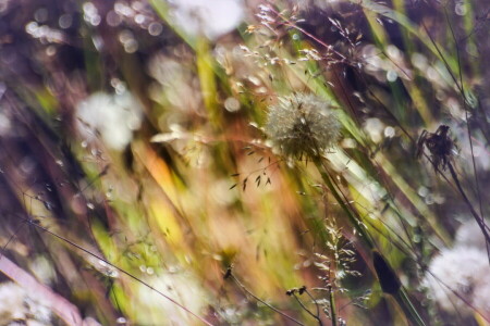 achtergrond, gras, natuur