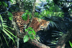 Jaguar, jungle, look, sunlight